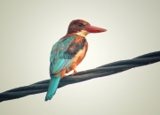 开云下载-当MVP的法则映照赛场，约基奇的爆发与浙江队的团队胜利哲学