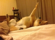 开云平台-当贝林厄姆式的个体闪电，劈进塞维利亚式的体系荆棘丛