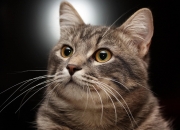 开云sport-最安静的轰鸣，武切维奇的总决赛里程碑之夜