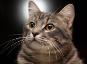 开云sport-最安静的轰鸣，武切维奇的总决赛里程碑之夜