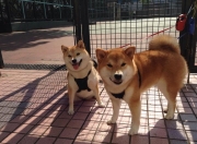 开云体育平台APP-天山对决！乔治加时赛一剑封喉，火箭鏖战险胜新疆