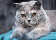 开云平台-哥伦比亚跨越整片球场拿下法国，楚阿梅尼的进攻觉醒颠覆剧本，攻防双子星陨落