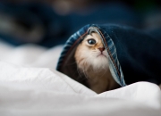 开云下载-沉默的审判官，伦纳德如何用一双手裁定黄蜂与老鹰的生死