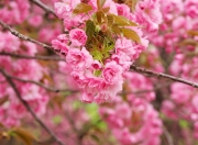 开云APP-瑞士力克新西兰展团队协作，奥利维耶在意甲焦点战独领风骚