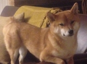 开云体育APP下载-戈贝尔时刻，当新疆篮筐与意甲球门同时被接管