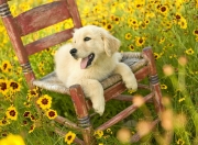 开云体育中国-18分狂潮定乾坤！雷霆单节打崩湖人，西部排名争夺战再掀波澜