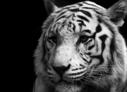 开云体育登录-生死七秒，广厦逆转雷霆背后的道与力