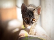 开云平台-魔术对阵奇才，当巫师们的法术对决，西亚卡姆用凡人之躯演绎神迹