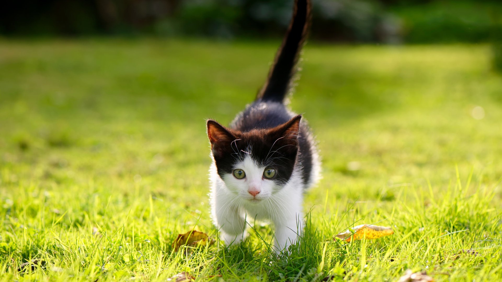 破局者,当弗拉霍维奇点燃都灵,韩国在硬仗中重塑亚洲尊严