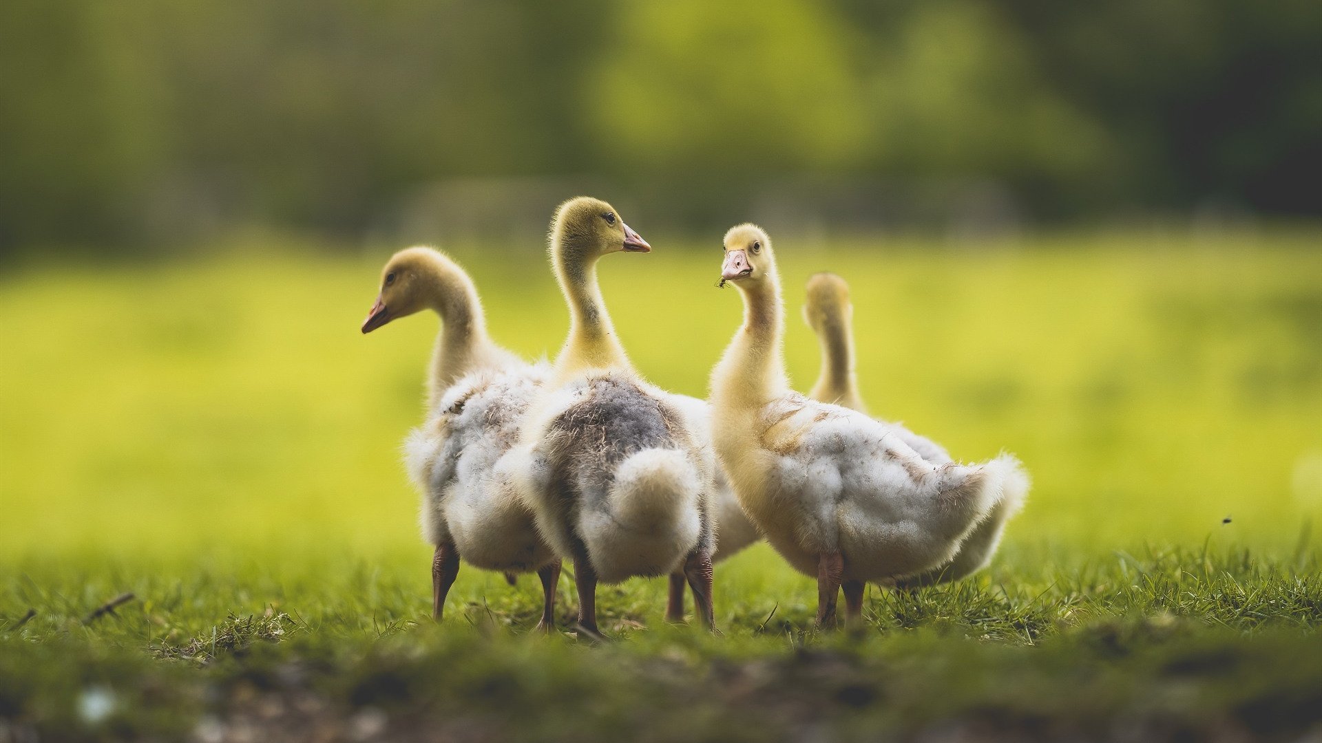 年度焦点战,深圳队绝地反击,决胜局力压爵士书写传奇