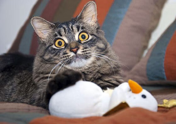 卢卡库完美发挥,波兰险胜卡塔尔—一场友谊赛的星光璀璨