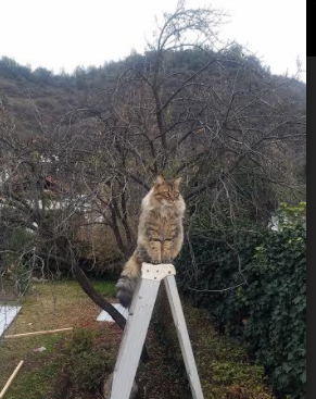 南半球风暴席卷美国！罗德里戈魔幻舞步撕碎亚特兰大防线