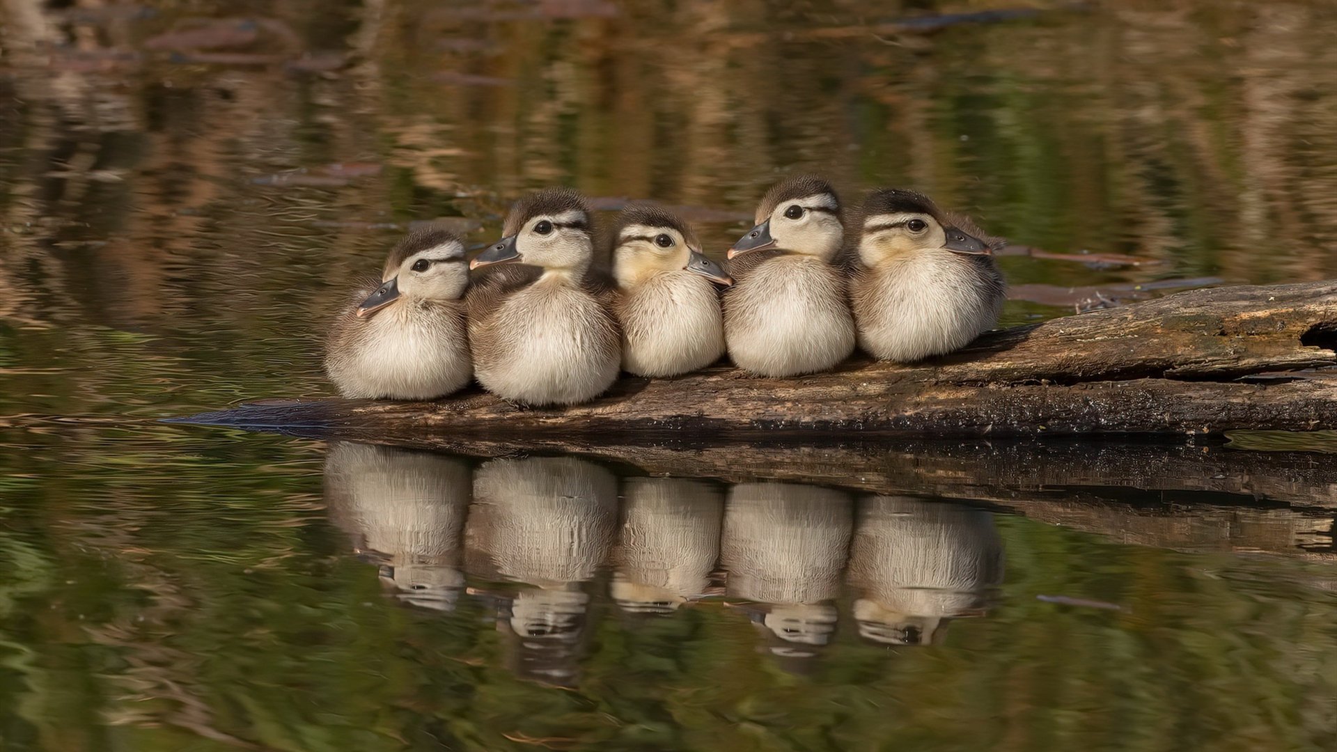 虚拟总决赛,当迈阿密热火穿越对阵辽宁男篮,东契奇如何统治这场跨次元对决?
