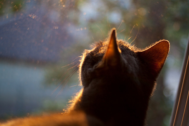 跨越时空的对决,雷恩新星闪耀,提前上演的美加墨世界杯焦点预演