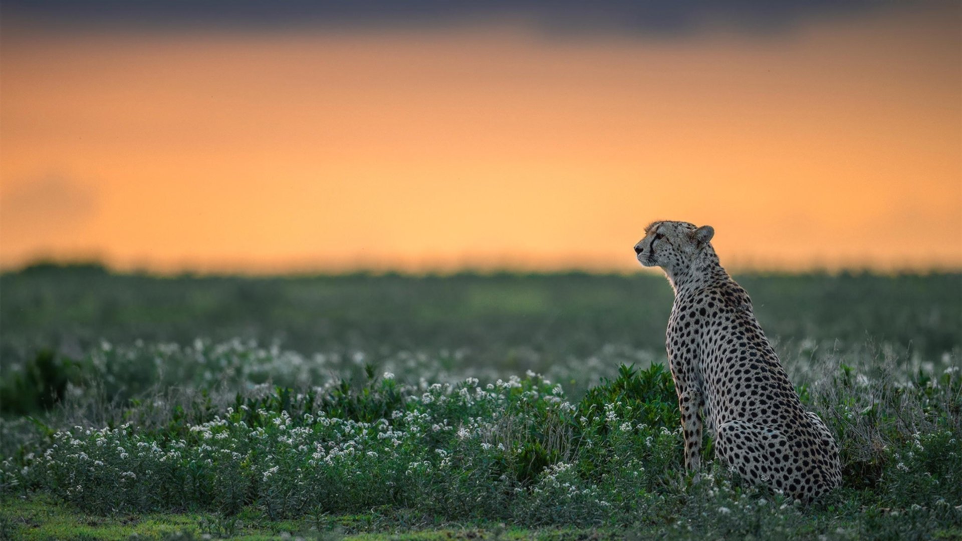 从阿尔及尔到伦敦，坎特如何将一场世界杯失利锻造成英超冠军之心