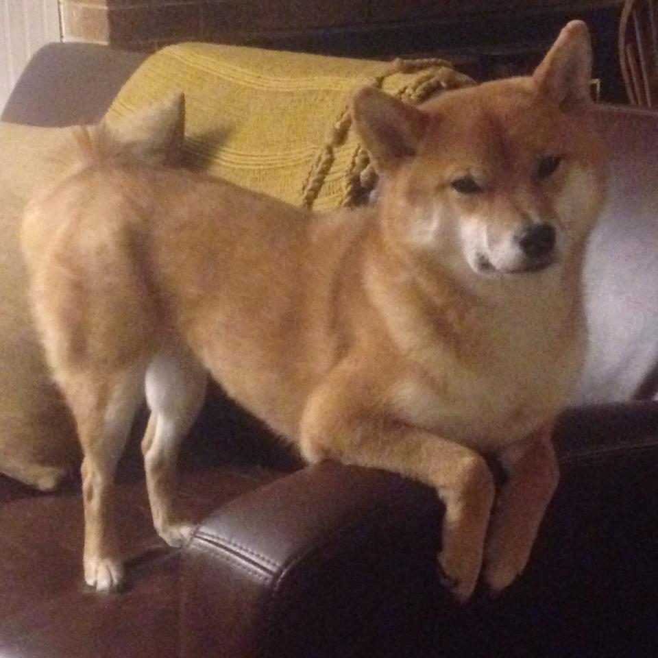 当魔法穿透银黑铠甲，哈利伯顿在马刺圣殿写下新控卫圣经