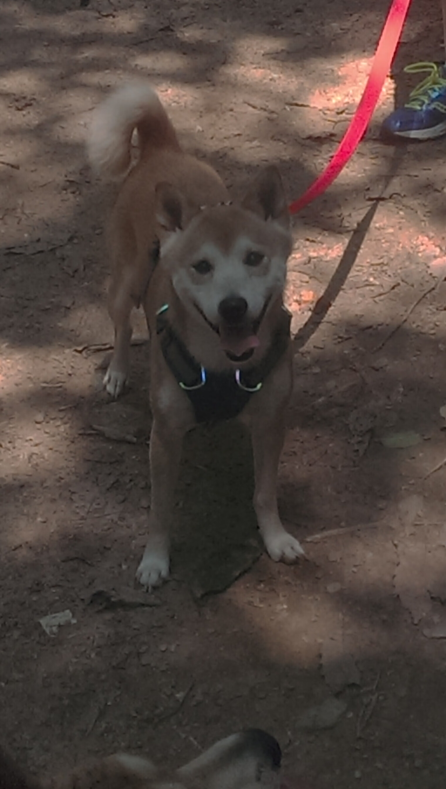 狼网对决的冰与火之歌，乔治数据全面爆炸，书写属于自己的唯一性