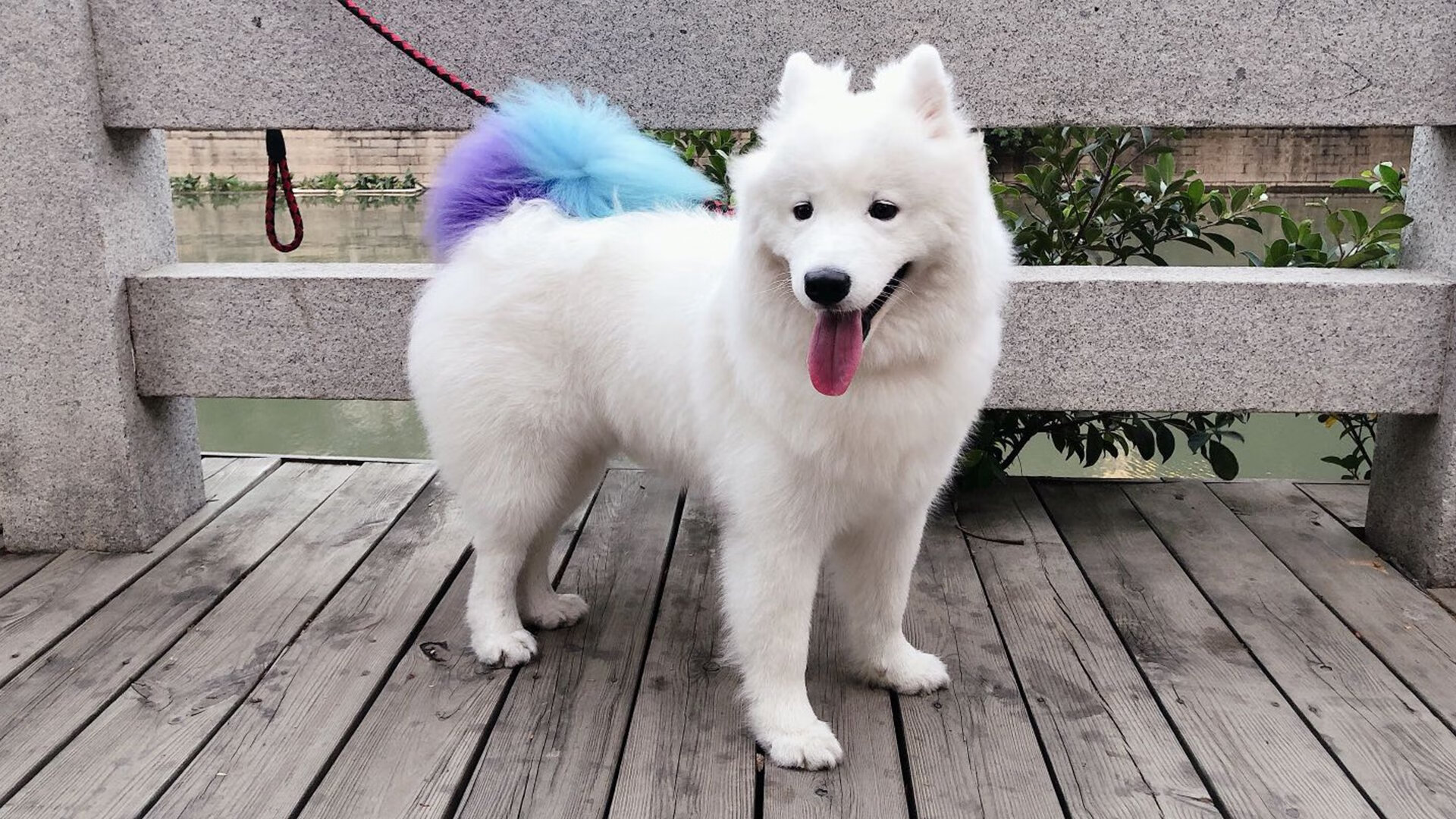 美加墨的德国战车,当国家队完胜俱乐部,世界杯前夜的黄黑基因革命