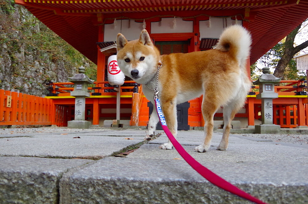 平行时空的胜利，爱德华兹的47分狂想与北京队的跨洋征服